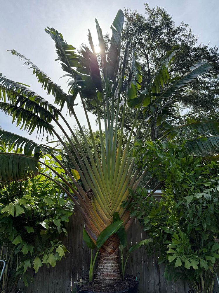 ravenala-madagascariensis-travelers-tree-travelers-palm