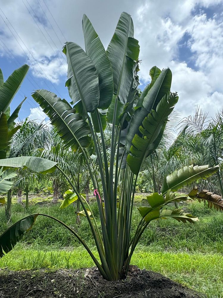 ravenala-madagascariensis-travelers-tree-travelers-palm