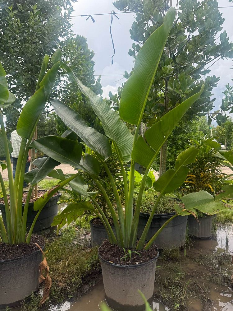 ravenala-madagascariensis-travelers-tree-travelers-palm
