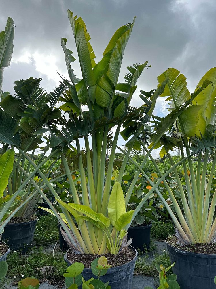 ravenala-madagascariensis-travelers-tree-travelers-palm