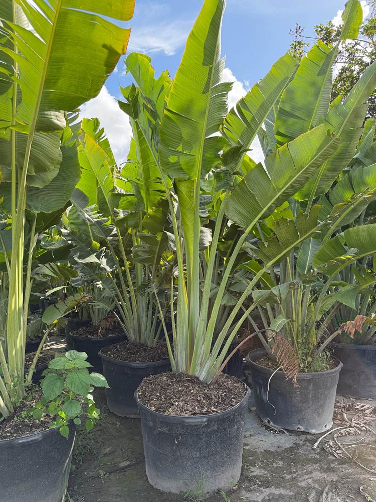 ravenala-madagascariensis-travelers-tree-travelers-palm