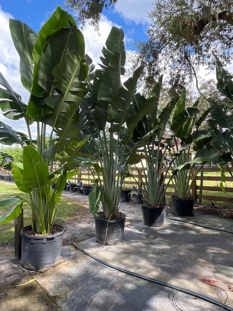 ravenala-madagascariensis-travelers-tree-travelers-palm