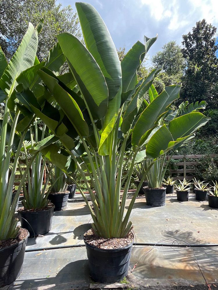 ravenala-madagascariensis-travelers-tree-travelers-palm