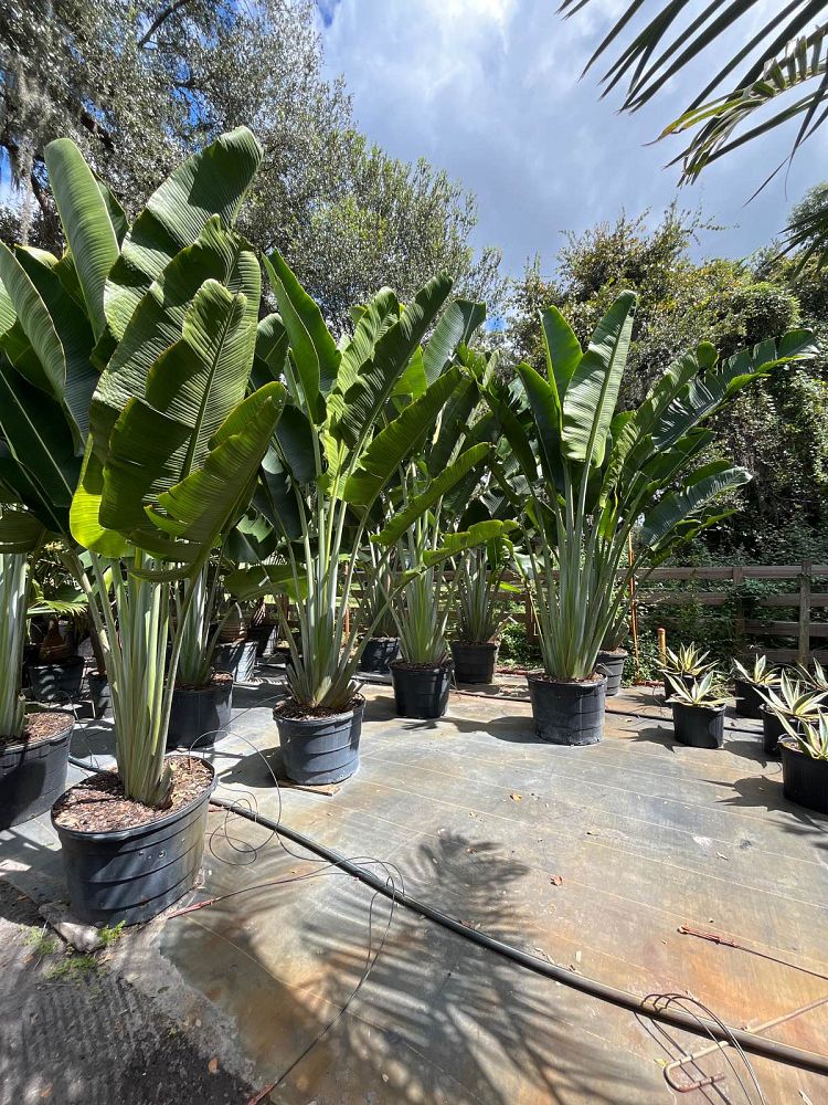 ravenala-madagascariensis-travelers-tree-travelers-palm