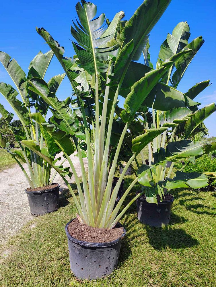 ravenala-madagascariensis-travelers-tree-travelers-palm