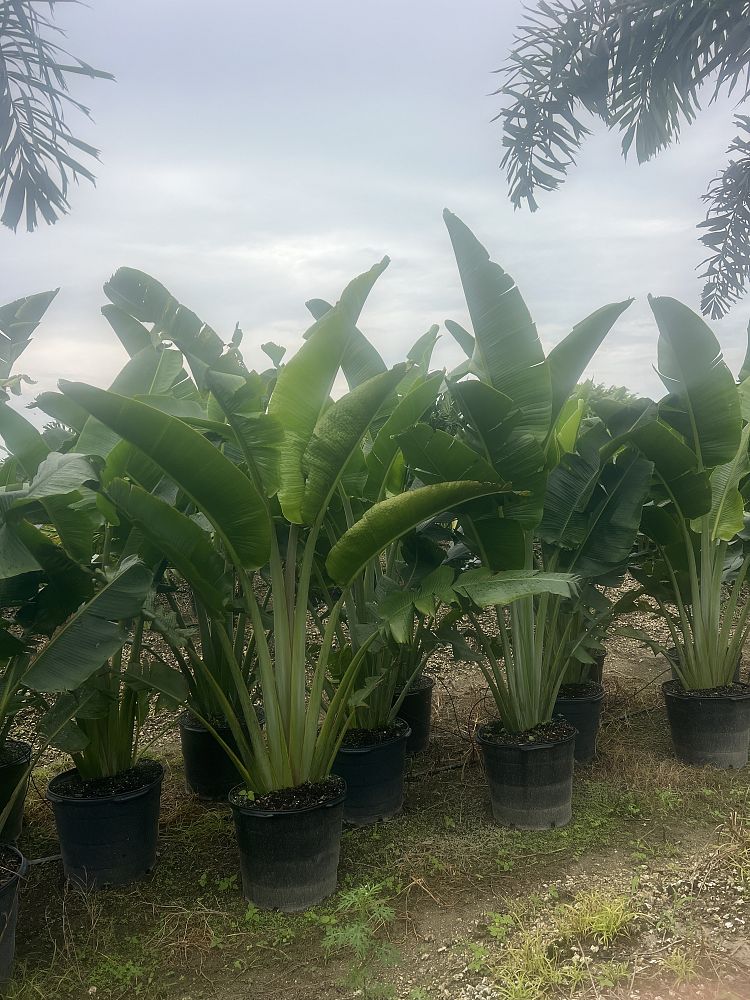 ravenala-madagascariensis-travelers-tree-travelers-palm