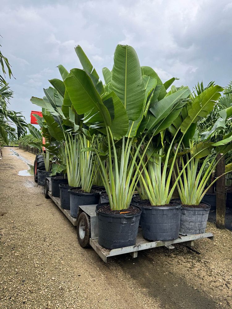 ravenala-madagascariensis-travelers-tree-travelers-palm