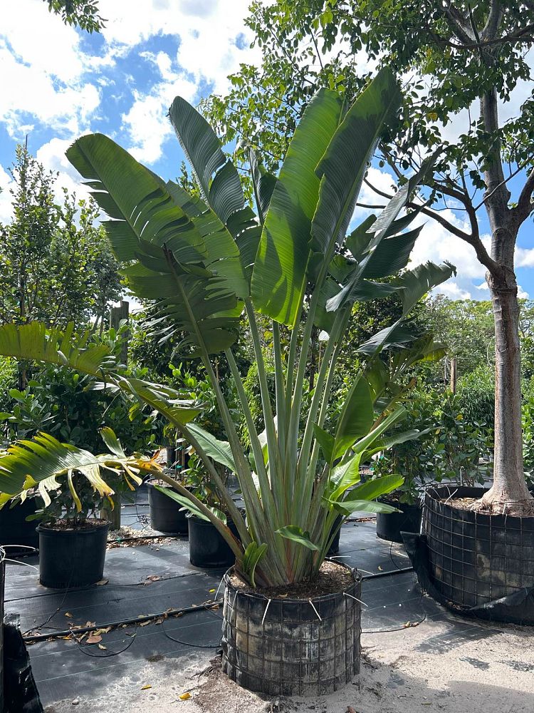 ravenala-madagascariensis-travelers-tree-travelers-palm
