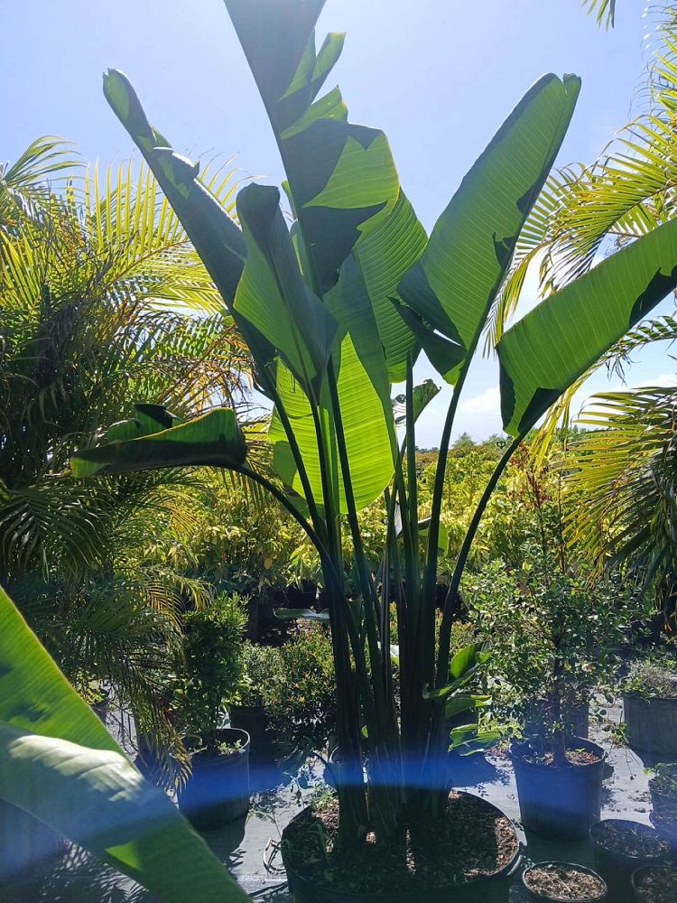 ravenala-madagascariensis-travelers-tree-travelers-palm