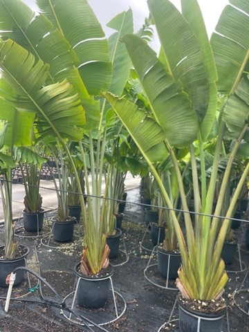 ravenala-madagascariensis-travelers-tree-travelers-palm