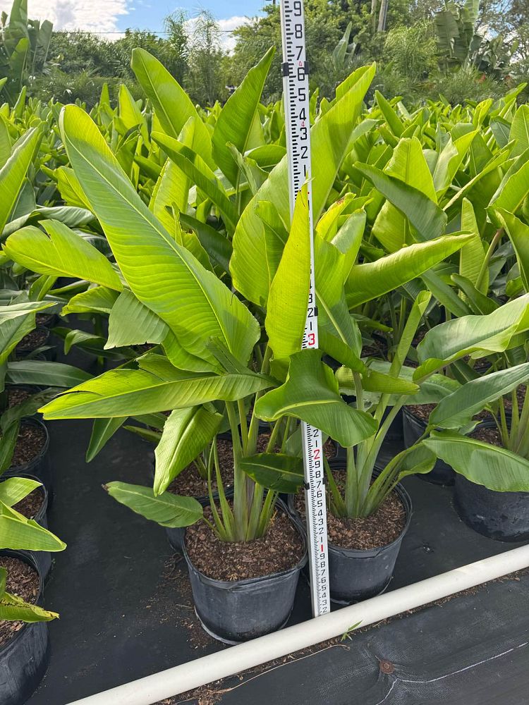ravenala-madagascariensis-travelers-tree-travelers-palm