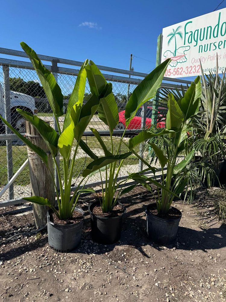 ravenala-madagascariensis-travelers-tree-travelers-palm