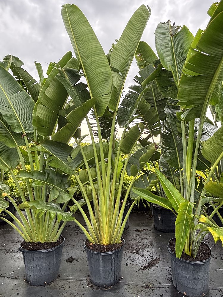 ravenala-madagascariensis-travelers-tree-travelers-palm