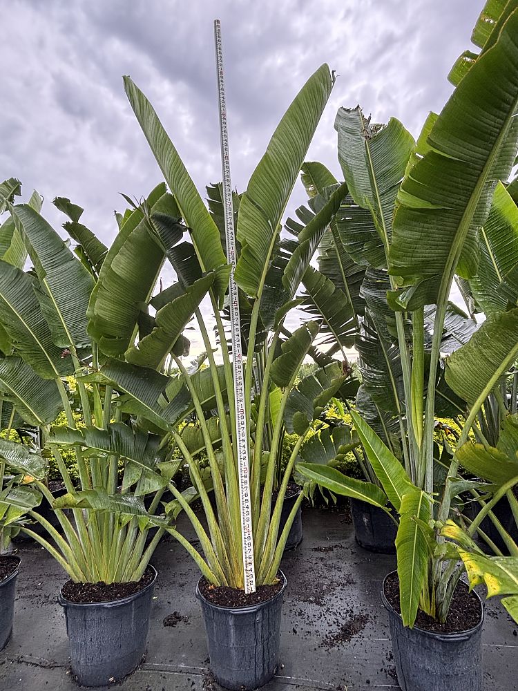 ravenala-madagascariensis-travelers-tree-travelers-palm
