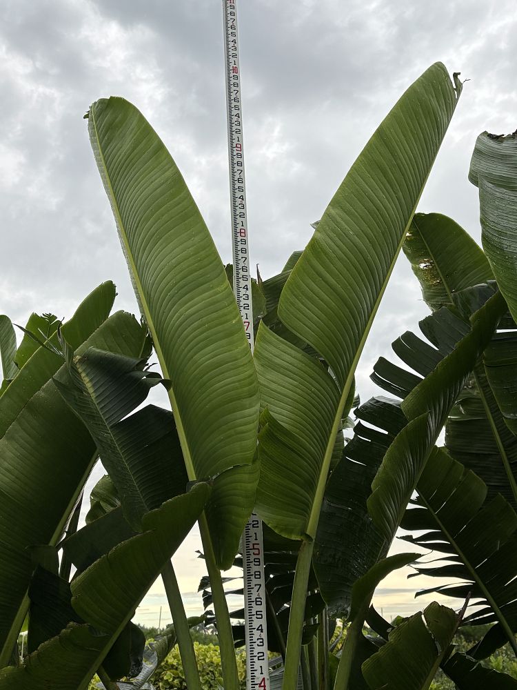 ravenala-madagascariensis-travelers-tree-travelers-palm