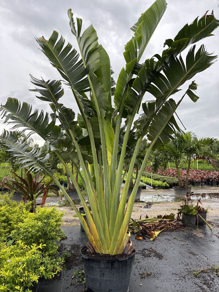 ravenala-madagascariensis-travelers-tree-travelers-palm
