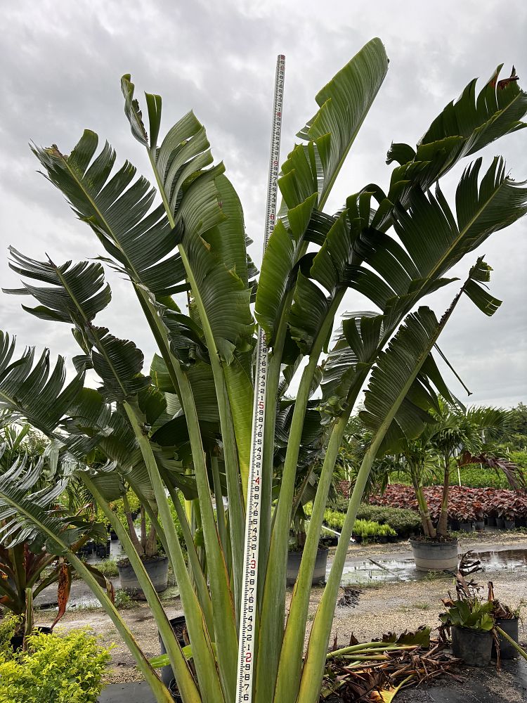ravenala-madagascariensis-travelers-tree-travelers-palm
