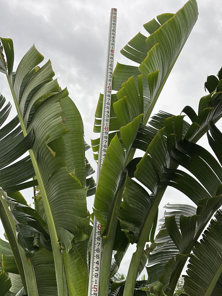 ravenala-madagascariensis-travelers-tree-travelers-palm