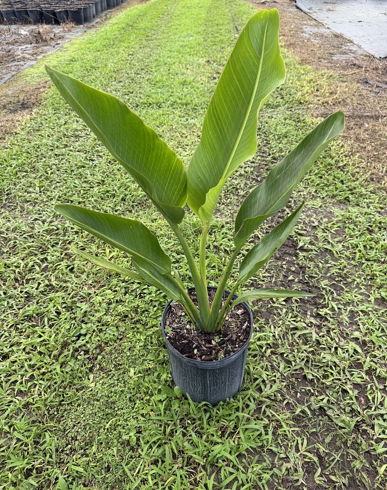 ravenala-madagascariensis-travelers-tree-travelers-palm