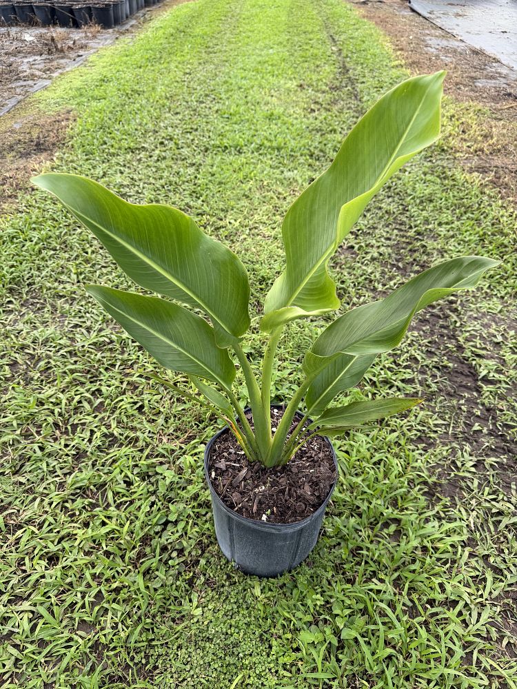 ravenala-madagascariensis-travelers-tree-travelers-palm