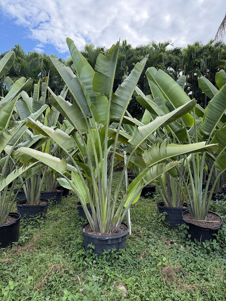 ravenala-madagascariensis-travelers-tree-travelers-palm