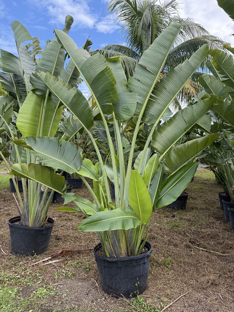 ravenala-madagascariensis-travelers-tree-travelers-palm