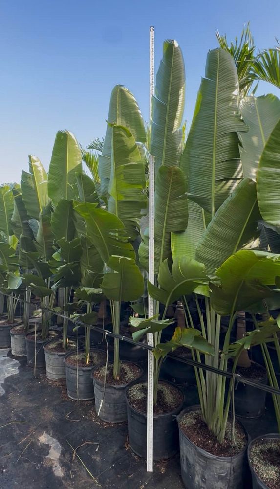 ravenala-madagascariensis-travelers-tree-travelers-palm