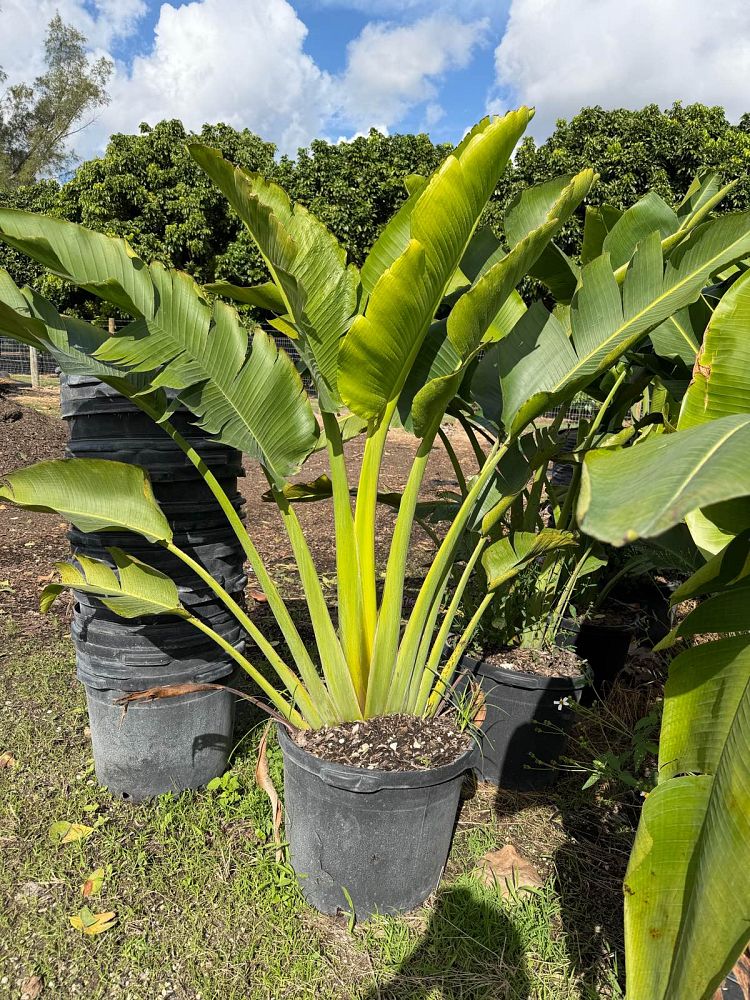 ravenala-madagascariensis-travelers-tree-travelers-palm