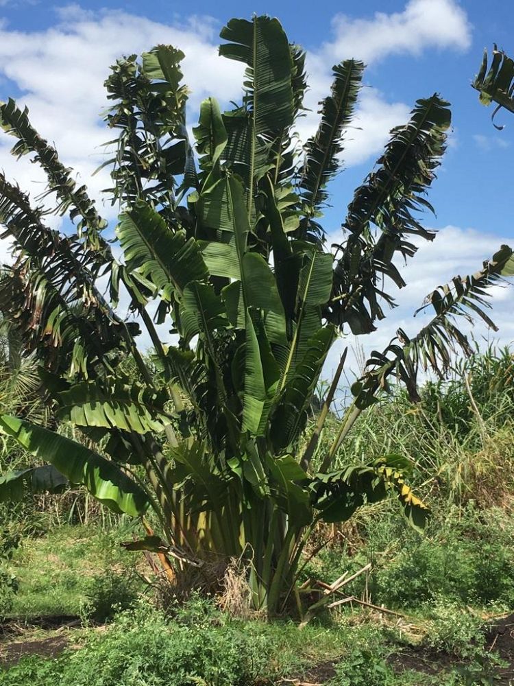 ravenea-madagascariensis