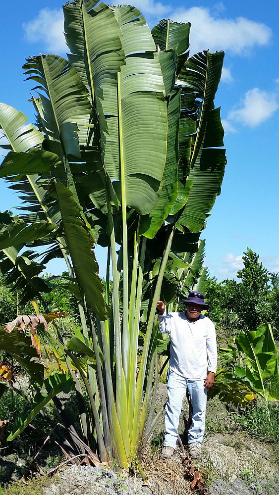ravenea-madagascariensis