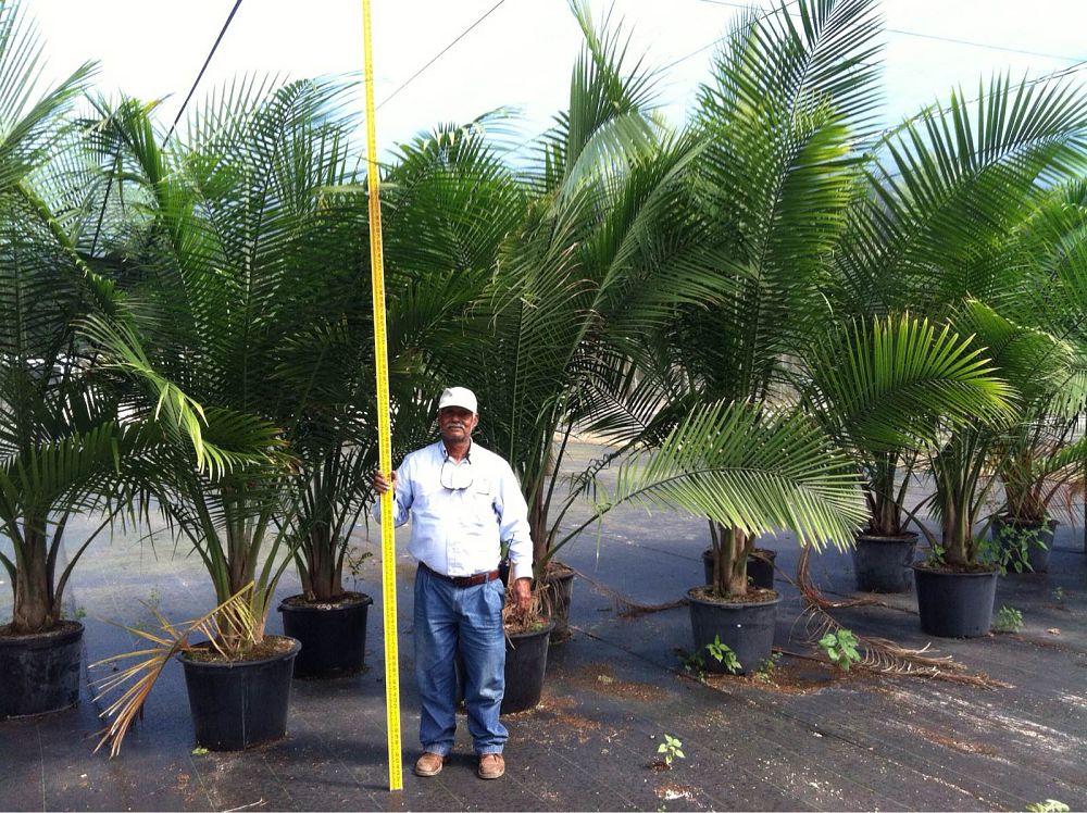 ravenea-rivularis-majesty-palm