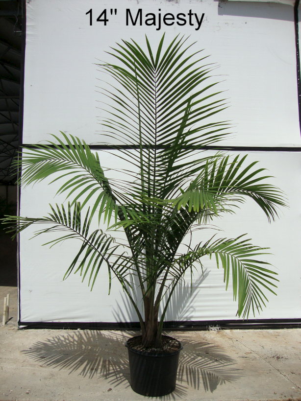 ravenea-rivularis-majesty-palm
