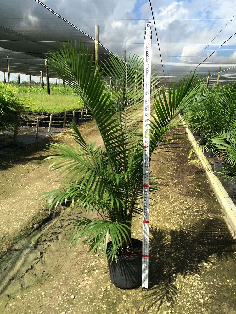 ravenea-rivularis-majesty-palm