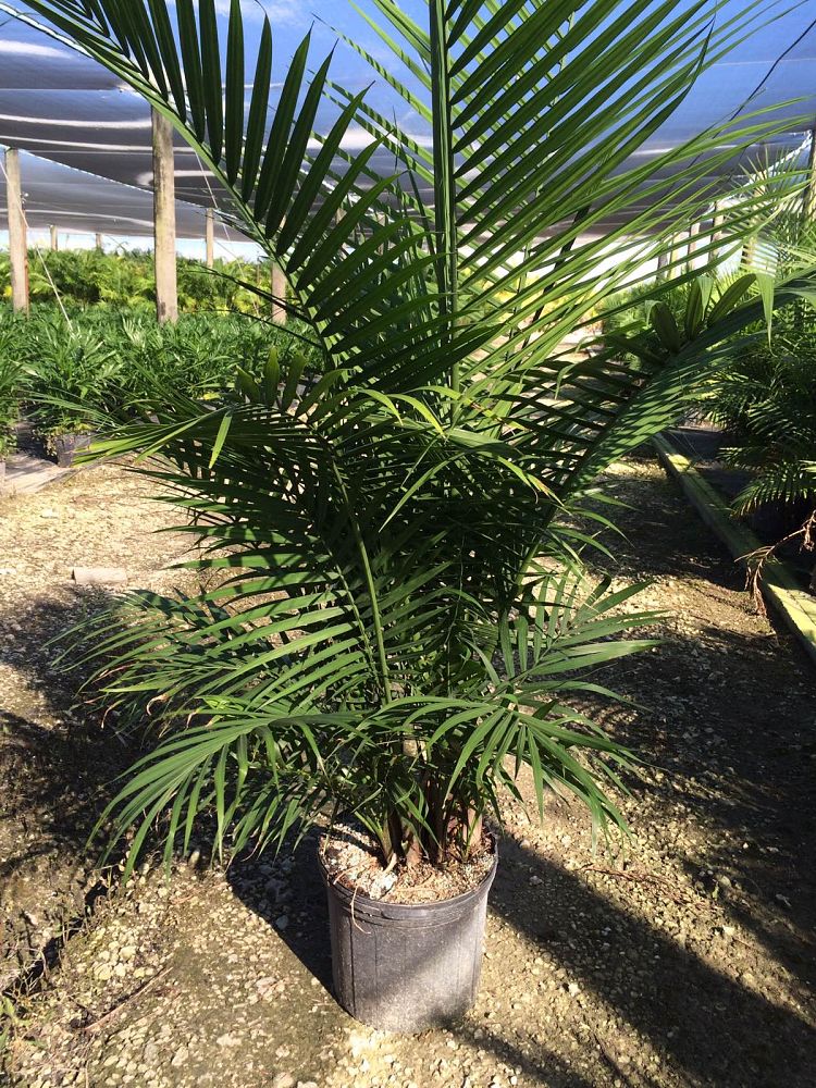ravenea-rivularis-majesty-palm