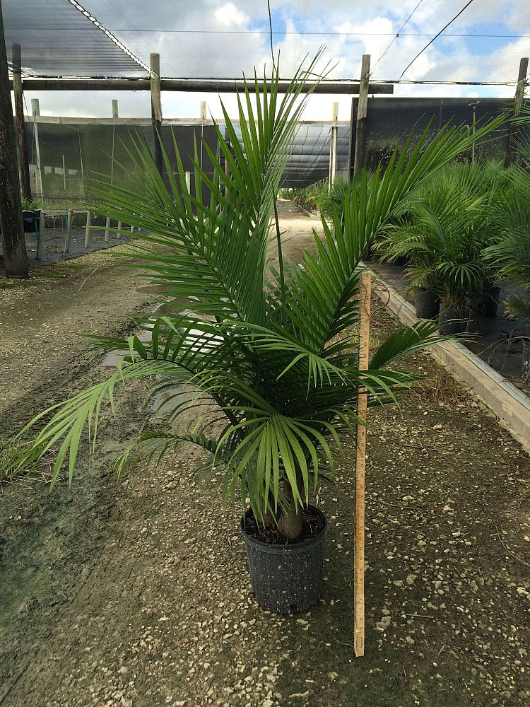 ravenea-rivularis-majesty-palm