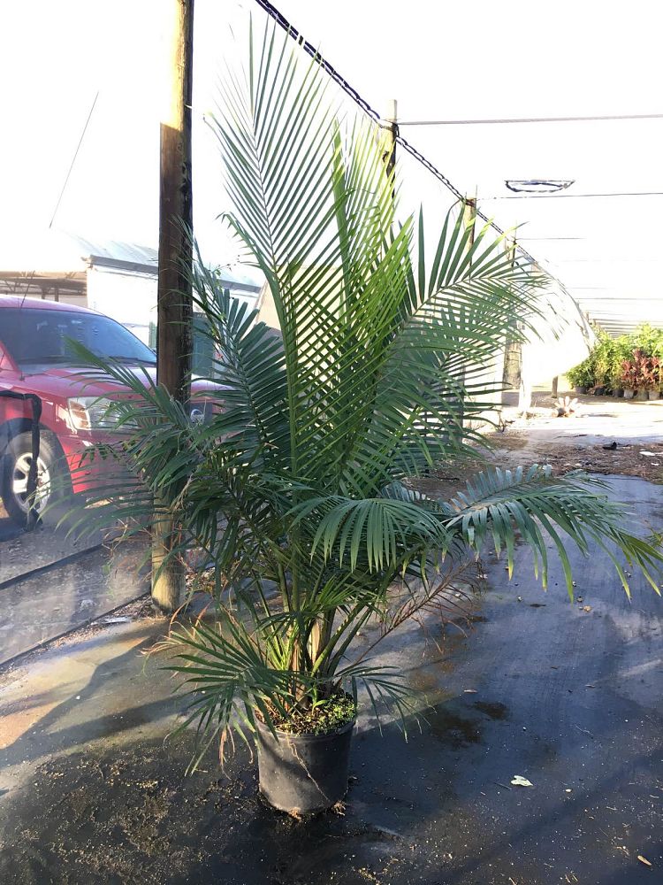 ravenea-rivularis-majesty-palm