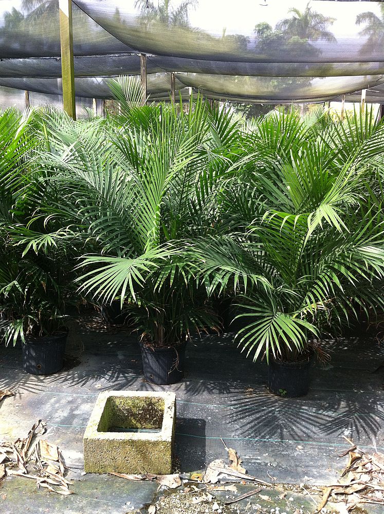 ravenea-rivularis-majesty-palm