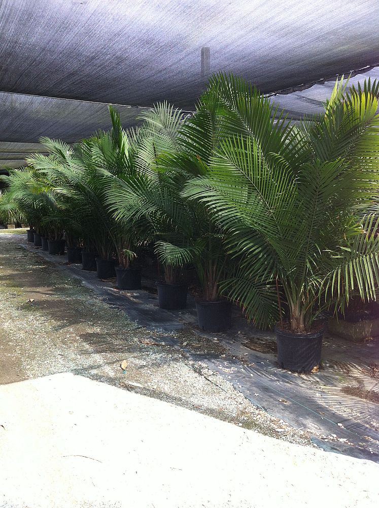 ravenea-rivularis-majesty-palm