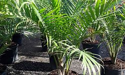 ravenea-rivularis-majesty-palm