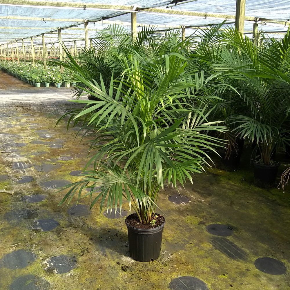 ravenea-rivularis-majesty-palm