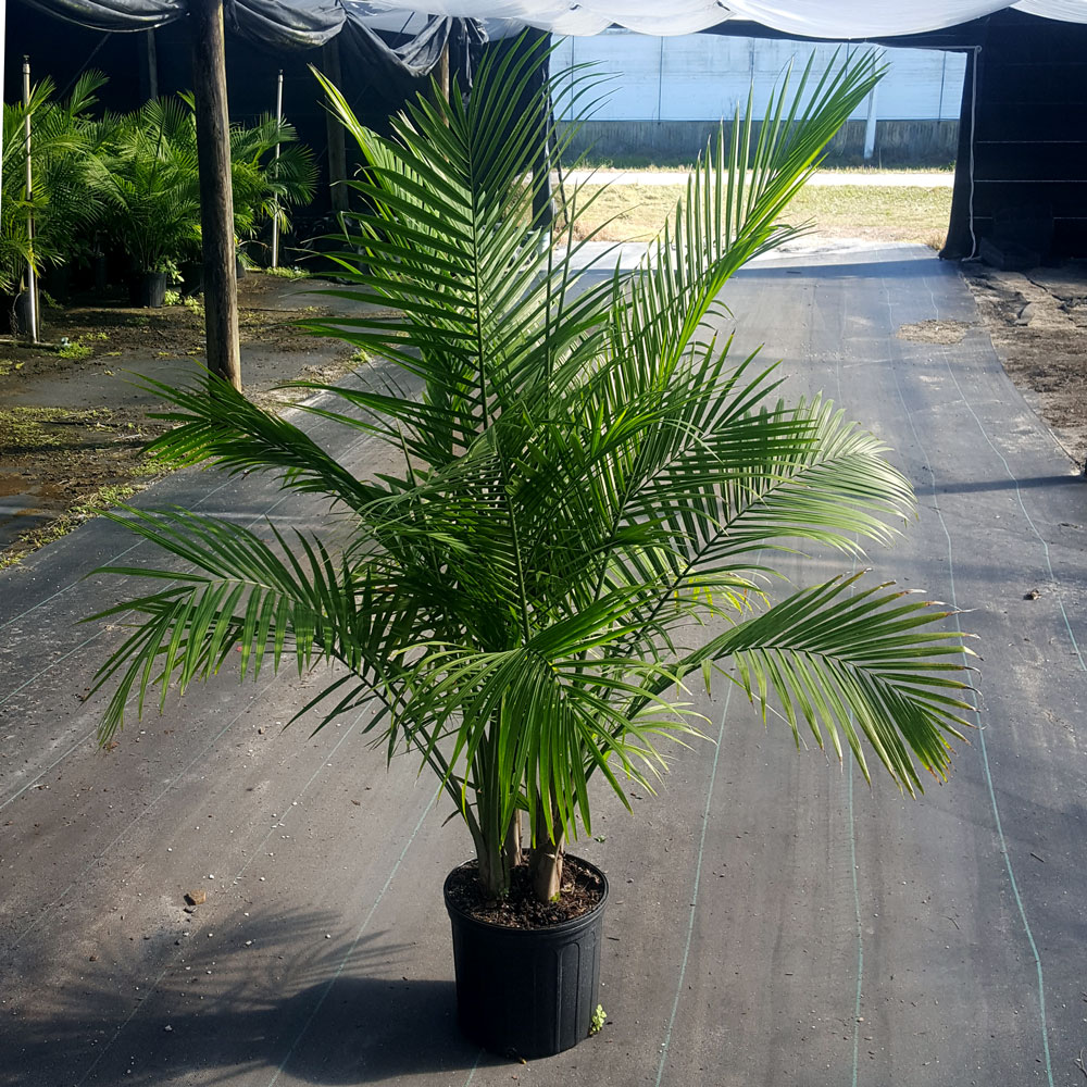 ravenea-rivularis-majesty-palm