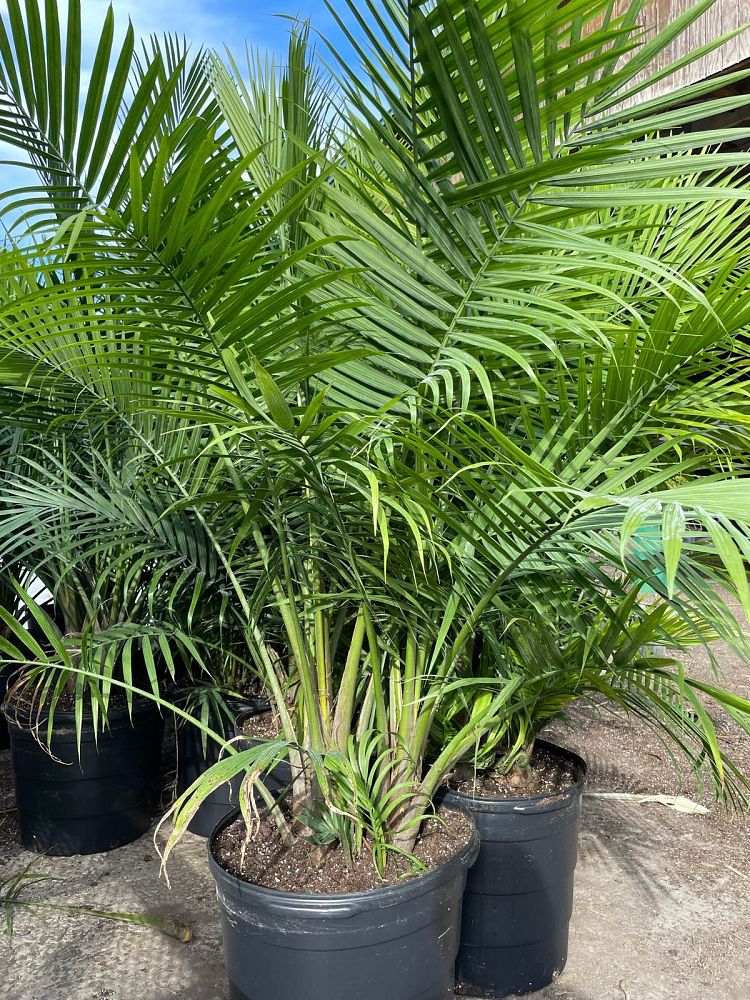 ravenea-rivularis-majesty-palm