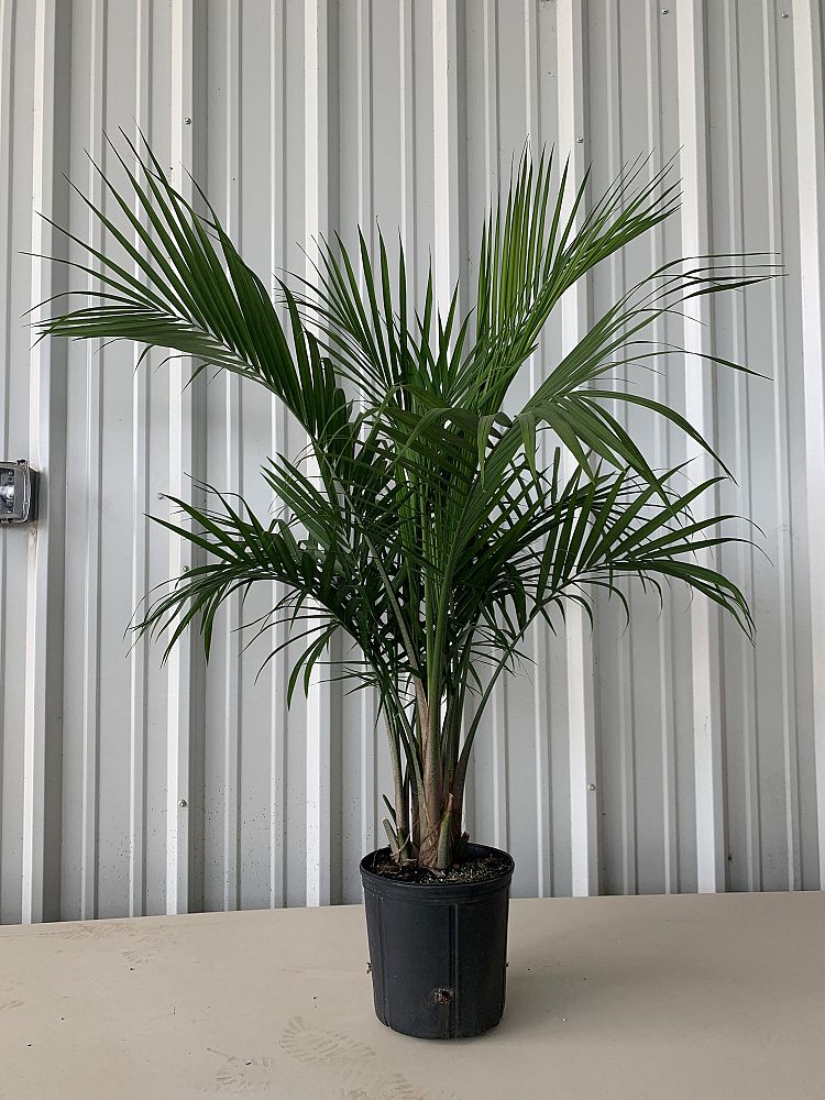 ravenea-rivularis-majesty-palm