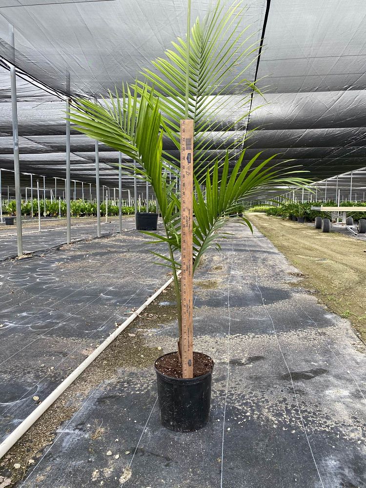 ravenea-rivularis-majesty-palm