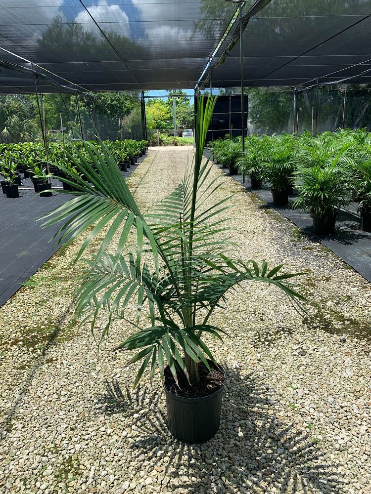 ravenea-rivularis-majesty-palm