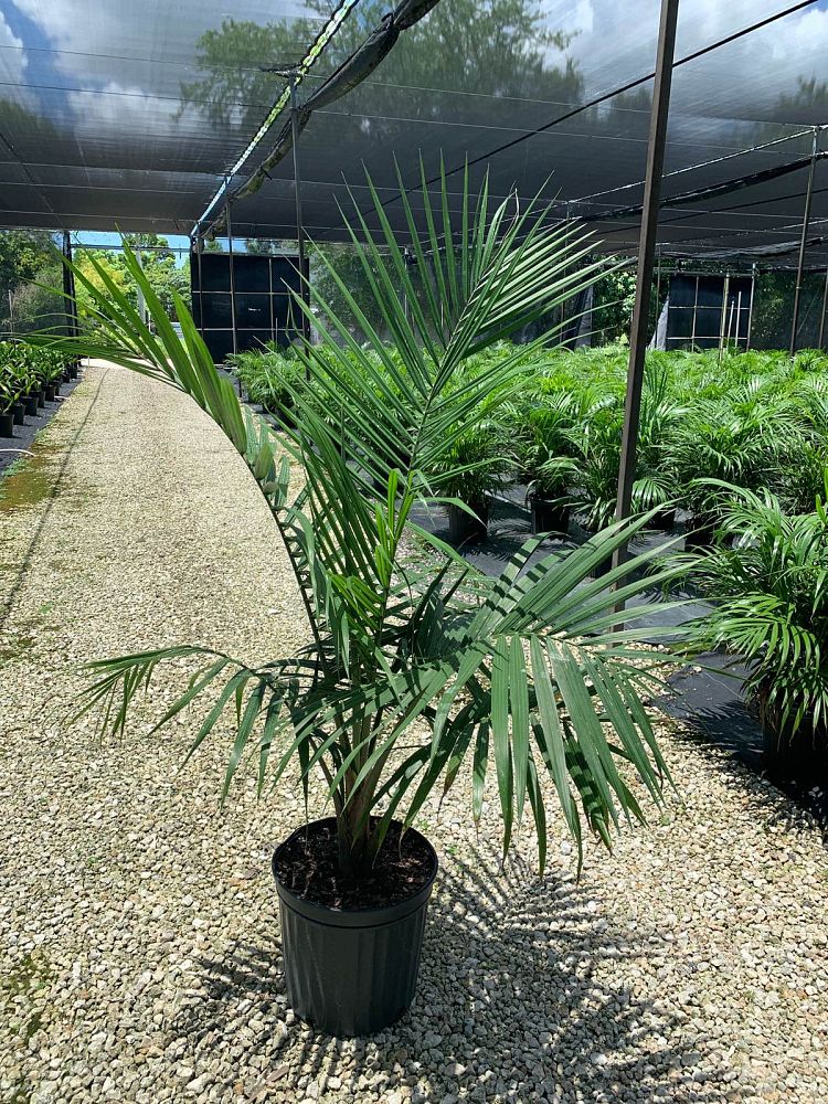 ravenea-rivularis-majesty-palm