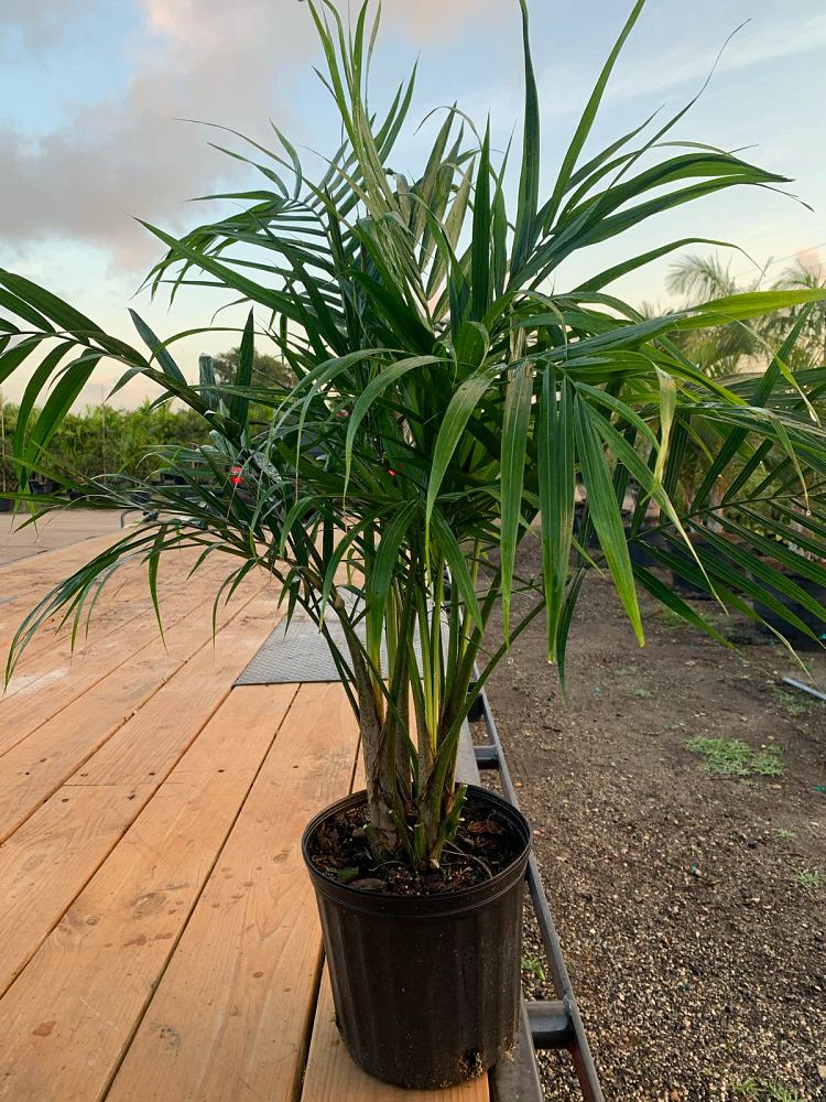 ravenea-rivularis-majesty-palm