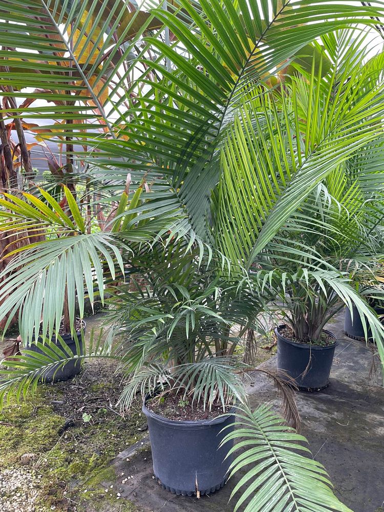 ravenea-rivularis-majesty-palm