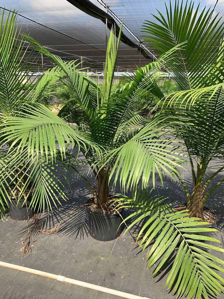 ravenea-rivularis-majesty-palm
