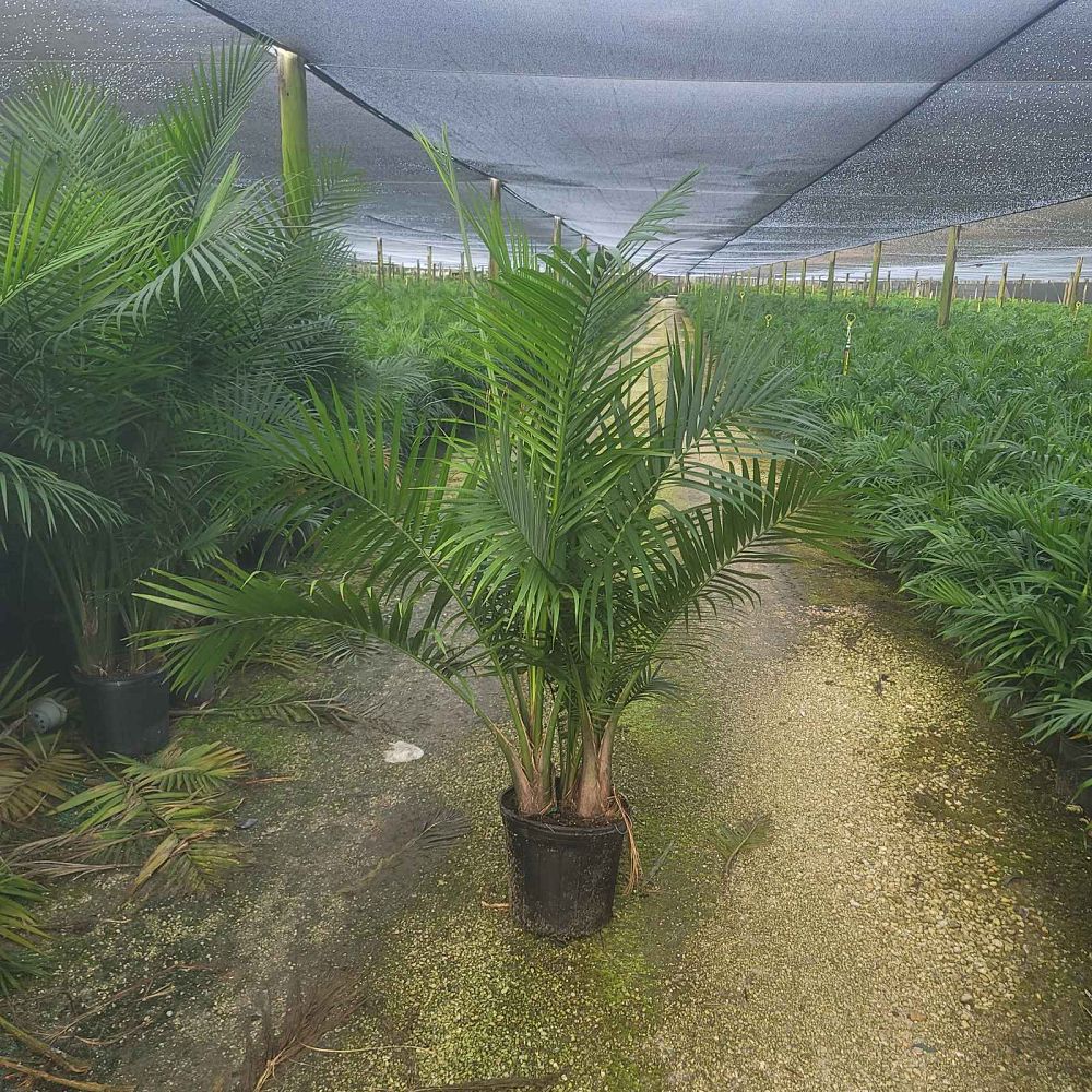 ravenea-rivularis-majesty-palm